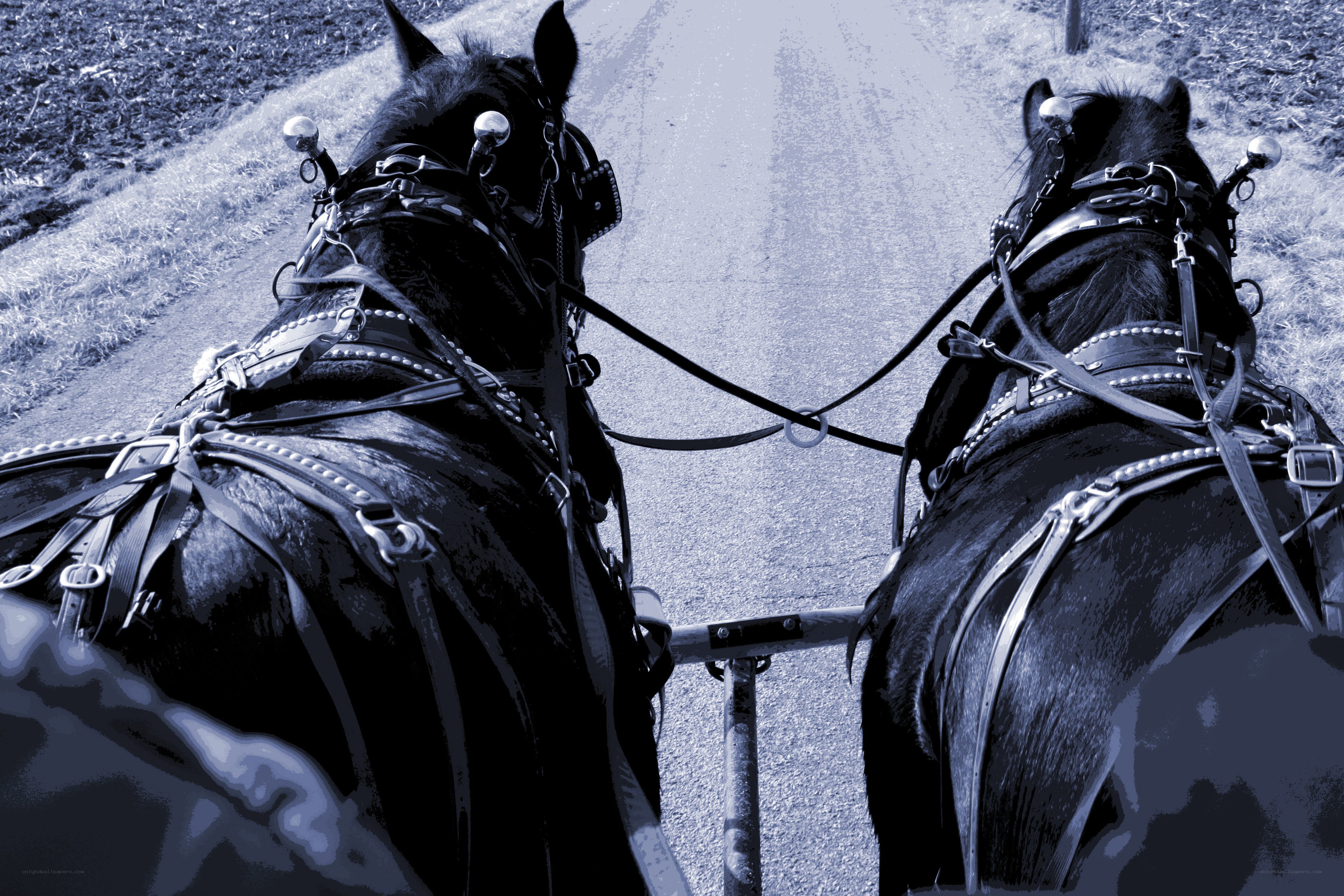 Two horses pulling a carriage