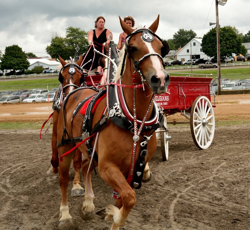 Two Horses Pulling a Cart — Brown
