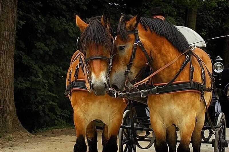 Two Horses Pulling Carriage