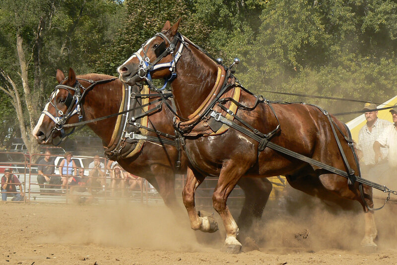 Two Horses Pulling Cart