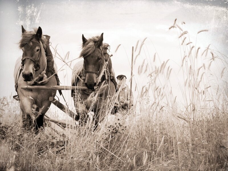 Two Horses Pulling Plow — Sepia, Rural
