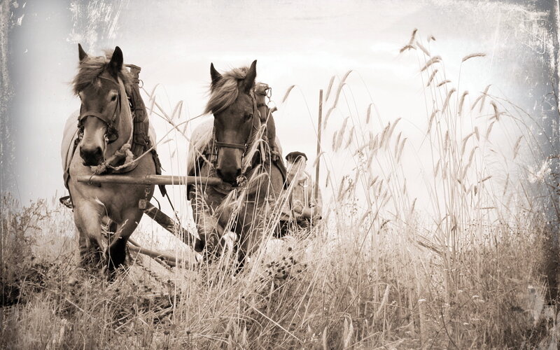 Two Horses Pulling Plow — Sepia
