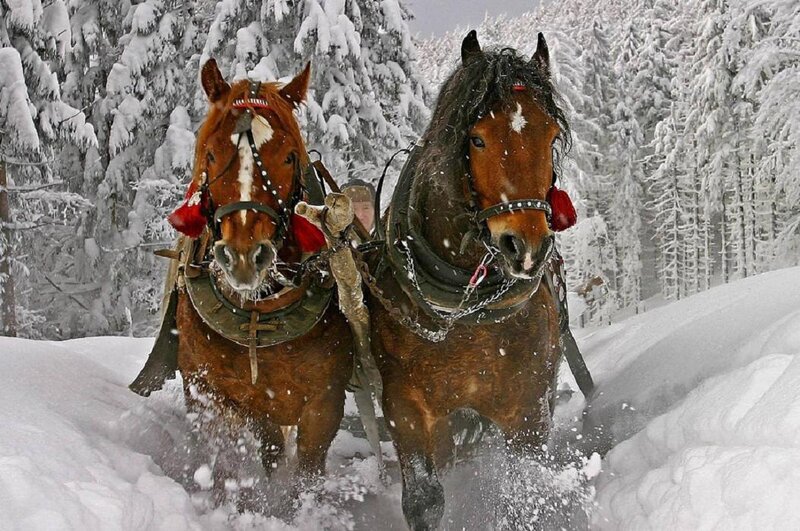 Two Horses Pulling Sled