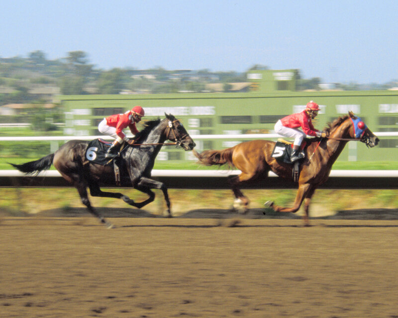Two Horses Racing — Brown