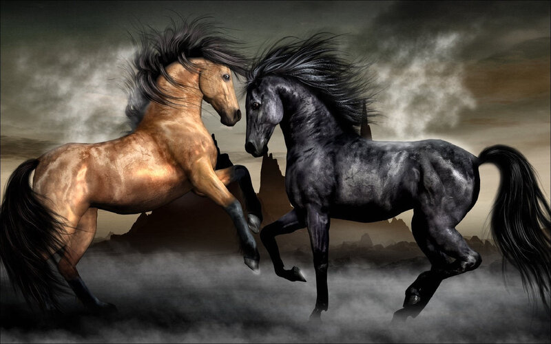 Two Horses Rearing — Black
