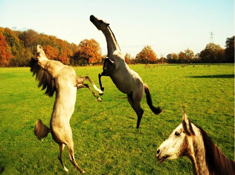 Two Horses Rearing — Green
