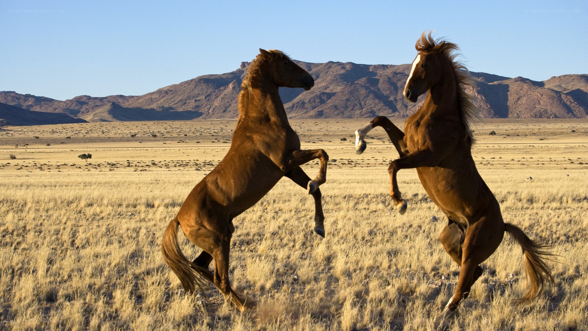 Two horses rearing in a desert
