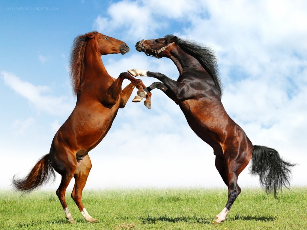 Two horses rearing in a field