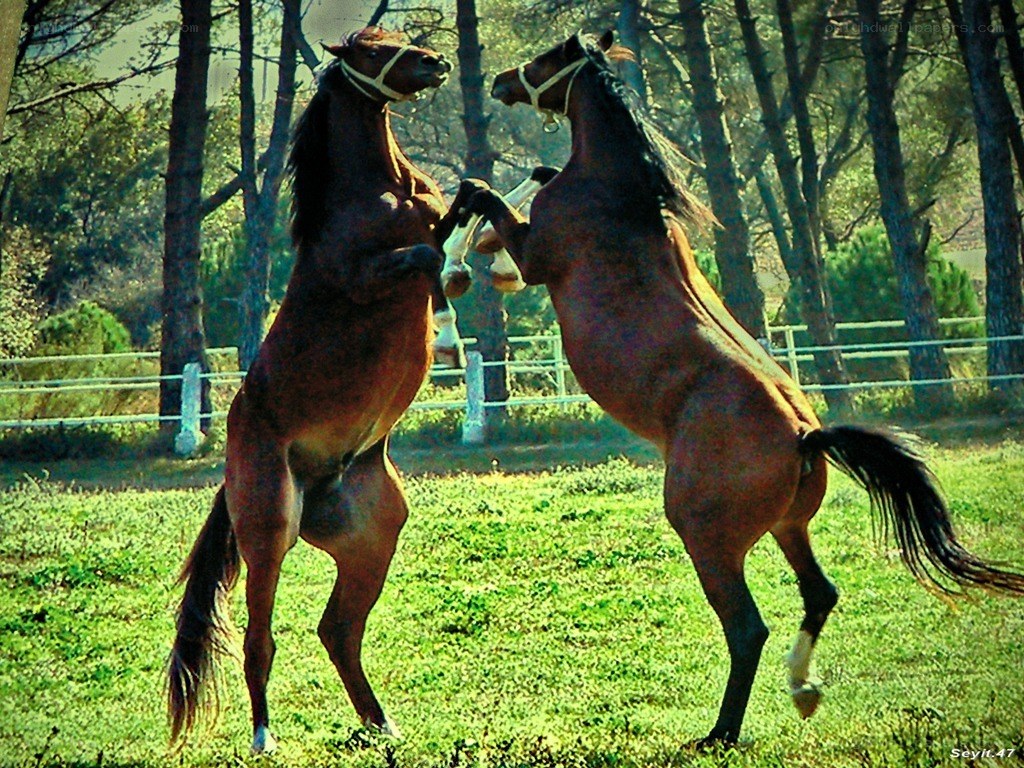 Two horses rearing in a field