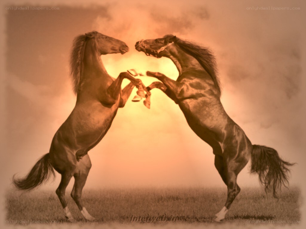 Two horses rearing in a field