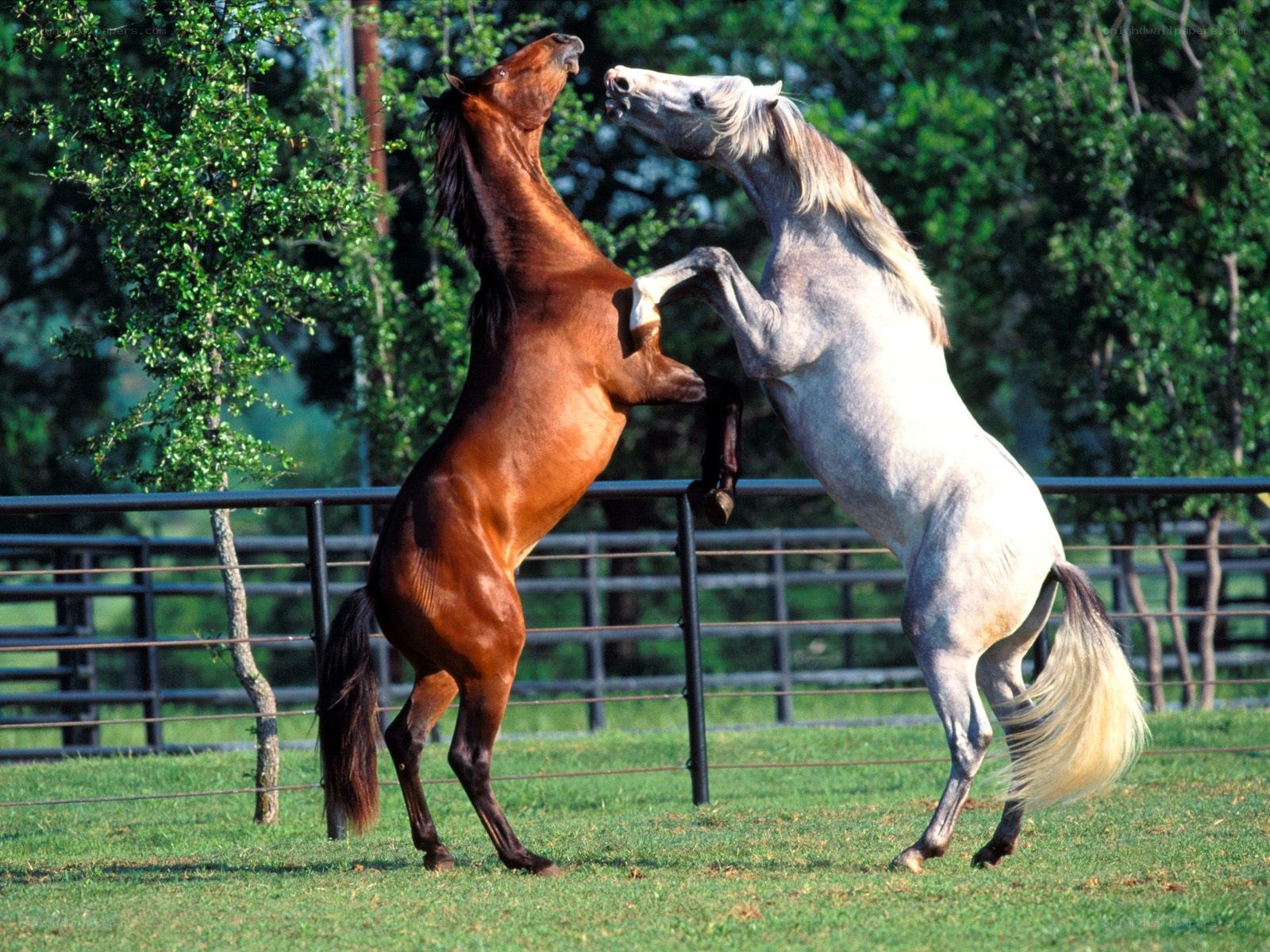 Two horses rearing in a paddock