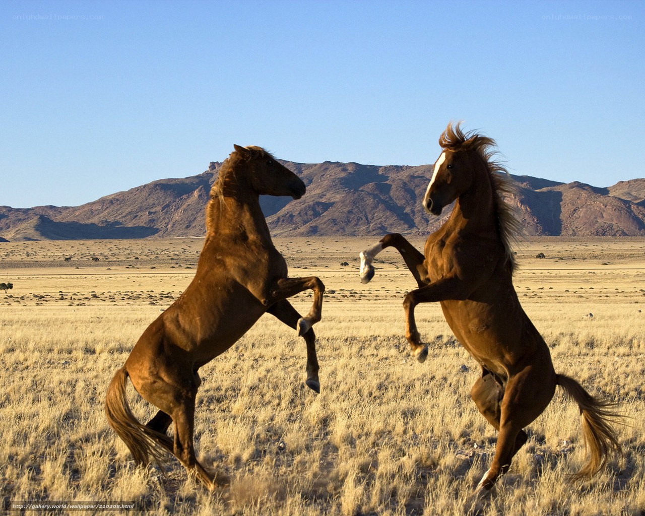 Two horses rearing in desert