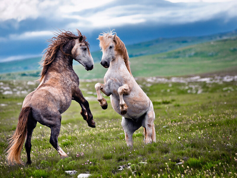 Two Horses Rearing