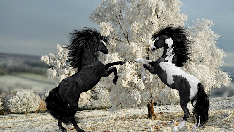 Two Horses Rearing — White, Dramatic