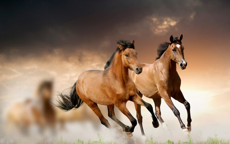 Two horses running at sunset
