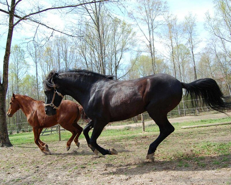 Two Horses Running — Black, Active