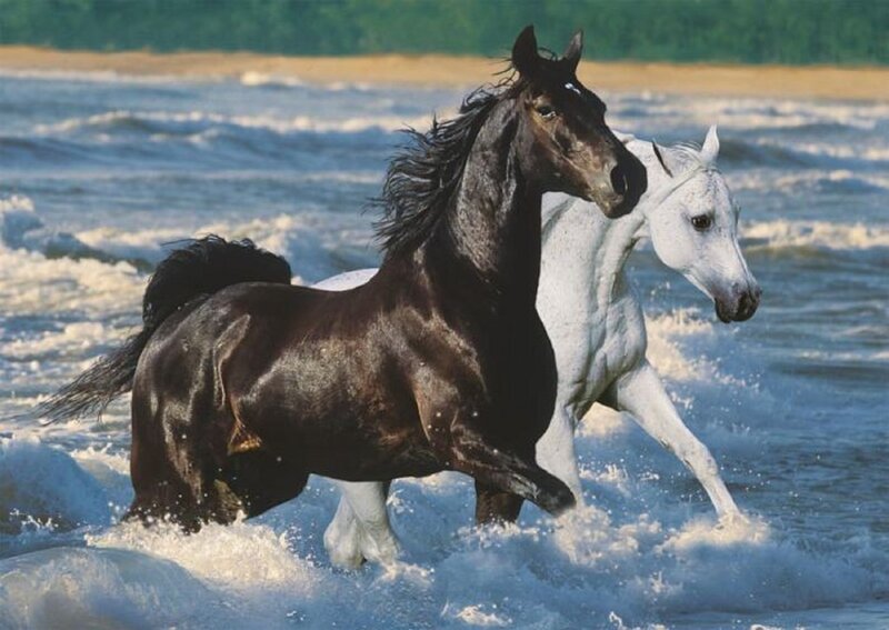 Two Horses Running — Black, Dynamic, Afternoon