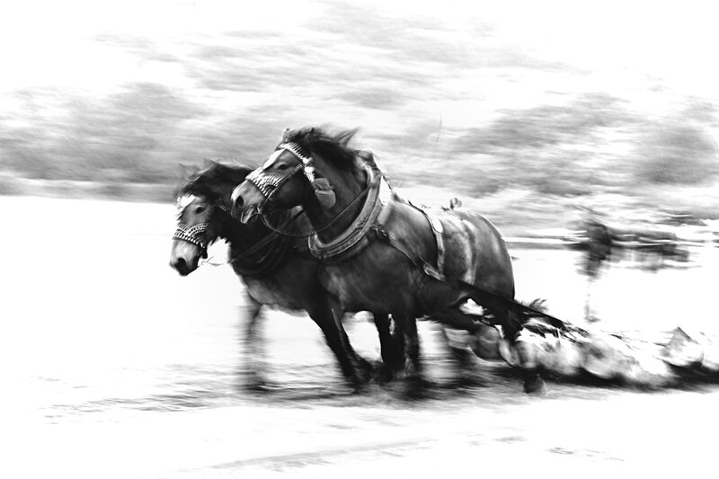 Two Horses Running — Black, Dynamic, Photograph