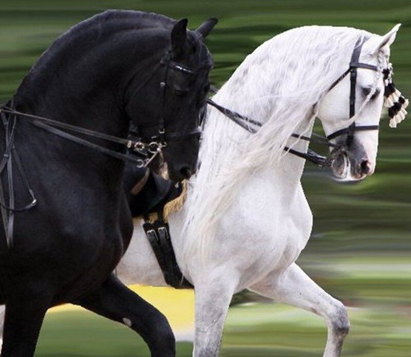 Two Horses Running — Black, Dynamic