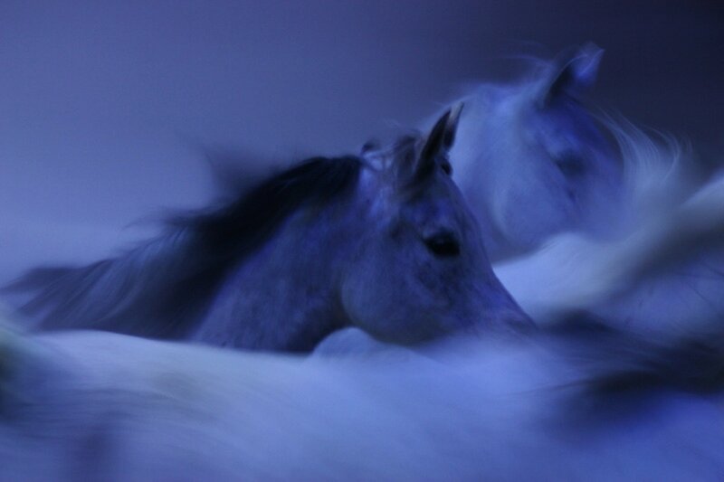 Two Horses Running — Blue