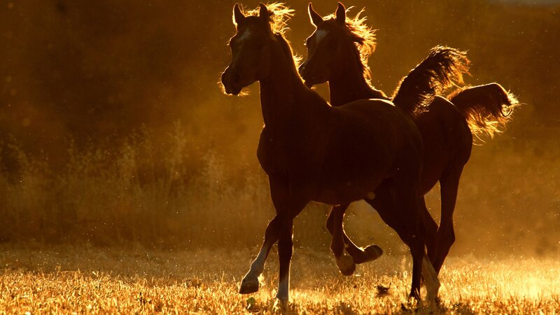 Two Horses Running — Brown, Dramatic, Sunset