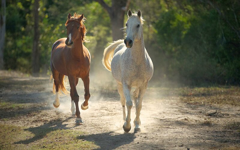 Two Horses Running — Brown, Dynamic, Afternoon, Photograph, Dirt Path, Trees, Dust
