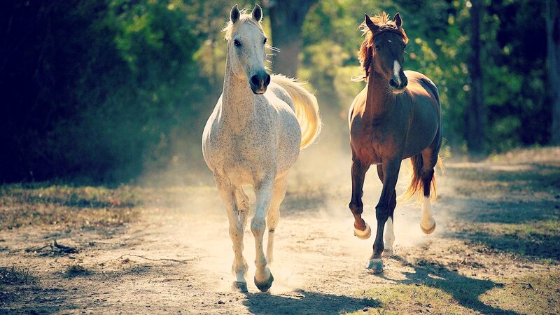 Two Horses Running — Brown, Dynamic, Afternoon, Photograph, Dirt Path, Trees