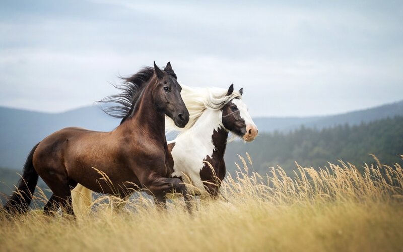 Two Horses Running — Brown, Dynamic, Afternoon, Photograph, Grass