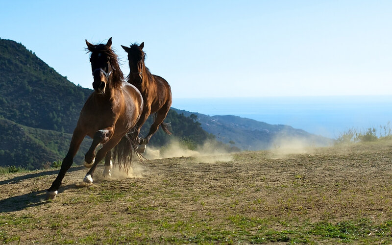 Two Horses Running — Brown, Dynamic, Afternoon, Photograph