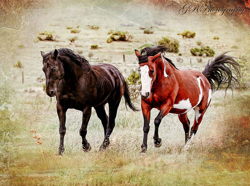 Two Horses Running — Brown, Dynamic, Afternoon