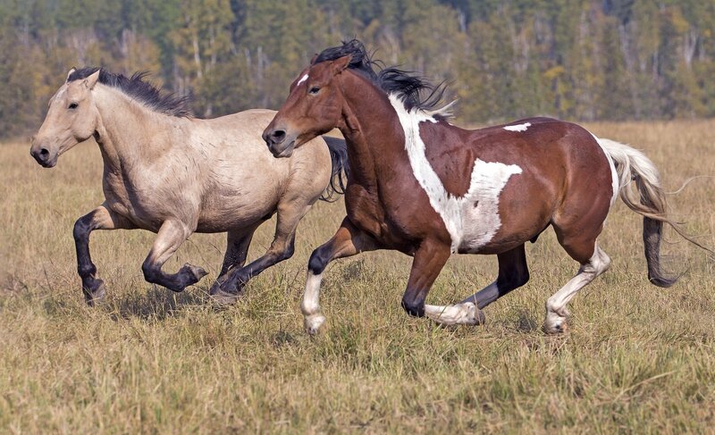 Two Horses Running — Brown, Dynamic, Autumn