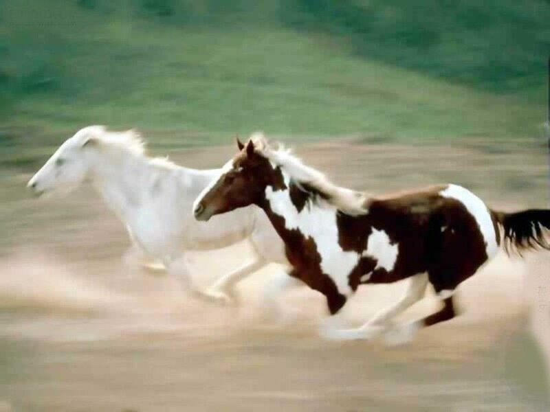 Two Horses Running — Brown, Dynamic, Photograph