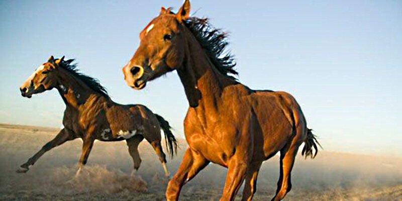 Two Horses Running — Brown, Dynamic, Sunset, Photograph