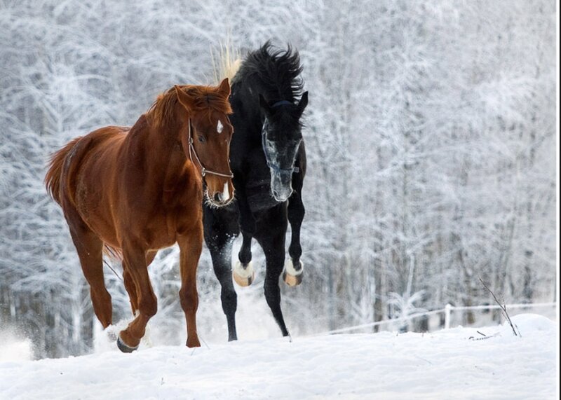 Two Horses Running — Brown