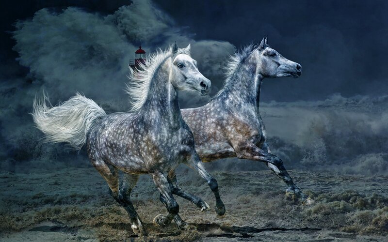 Two Horses Running — Gray, Dramatic, Night