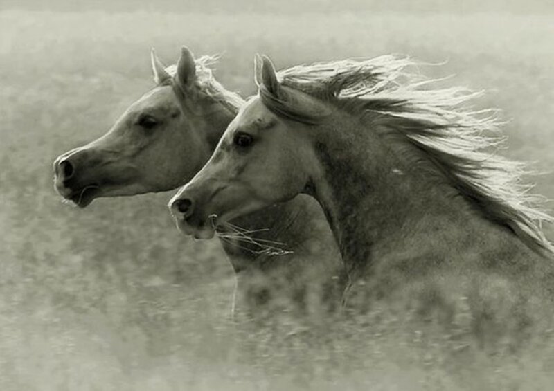 Two Horses Running — Gray, Dynamic, Photograph