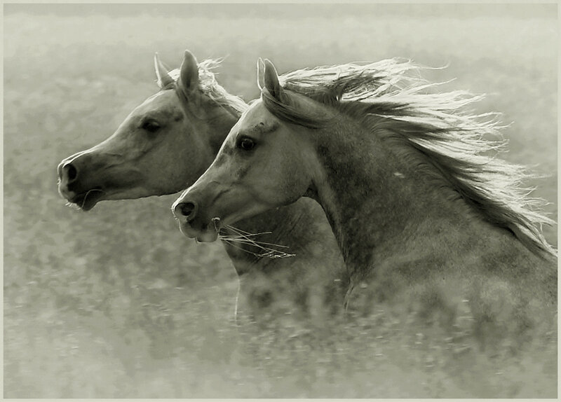 Two Horses Running — Gray