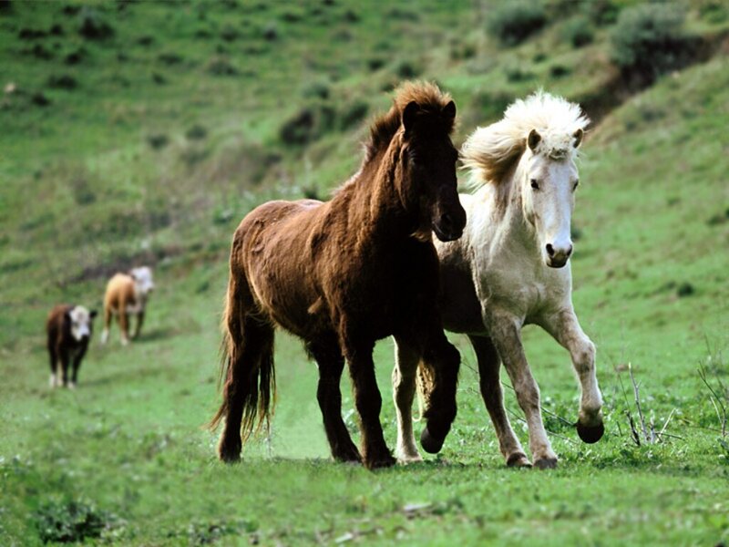 Two Horses Running — Green, Active, Afternoon, Photograph, Cows