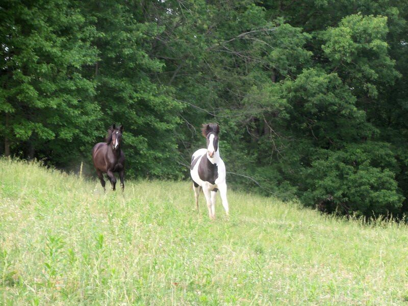 Two Horses Running — Green, Active, Afternoon, Photograph, Field