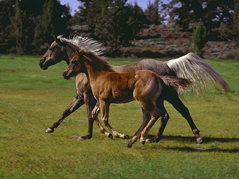 Two Horses Running — Green, Active, Afternoon, Photograph