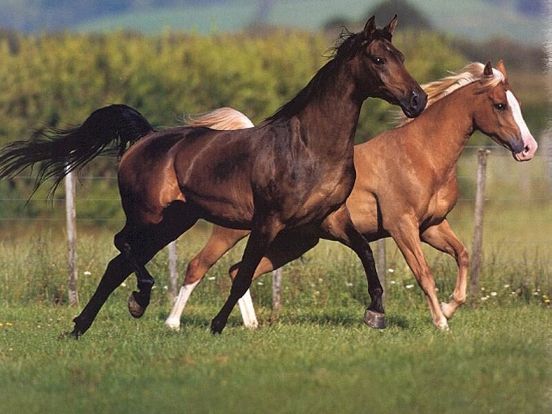Two Horses Running — Green, Active, Afternoon