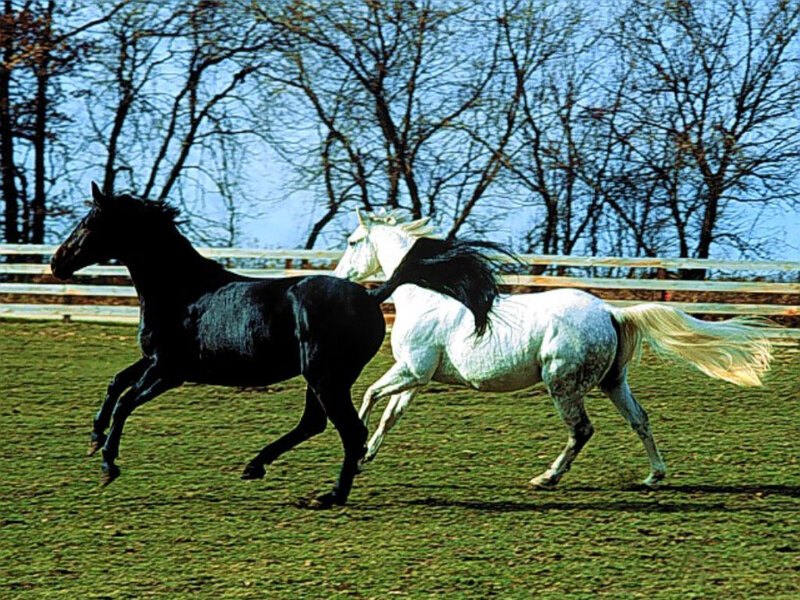 Two Horses Running — Green, Active, Autumn