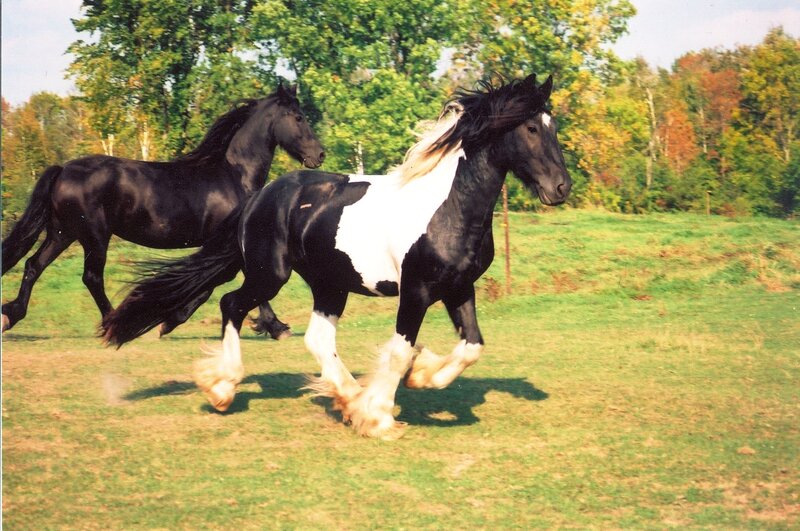 Two Horses Running — Green, Active, Summer