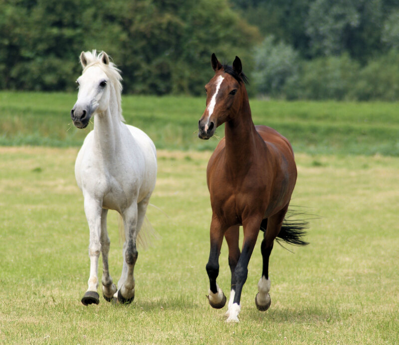 Two Horses Running — Green, Active
