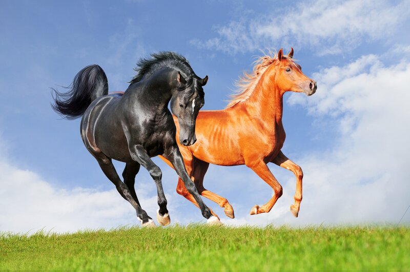 Two Horses Running — Green, Dynamic, Afternoon, Photograph, Grass