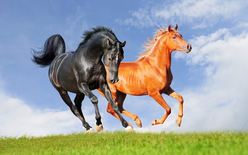 Two Horses Running — Green, Dynamic, Afternoon, Photograph
