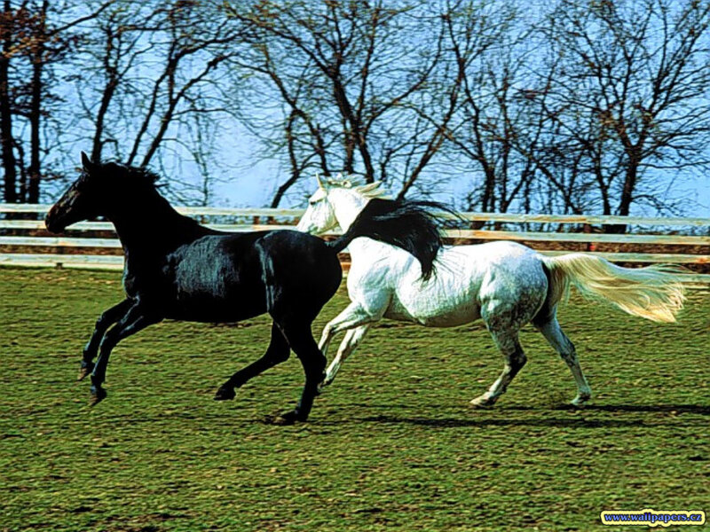 Two Horses Running — Green, Dynamic, Autumn