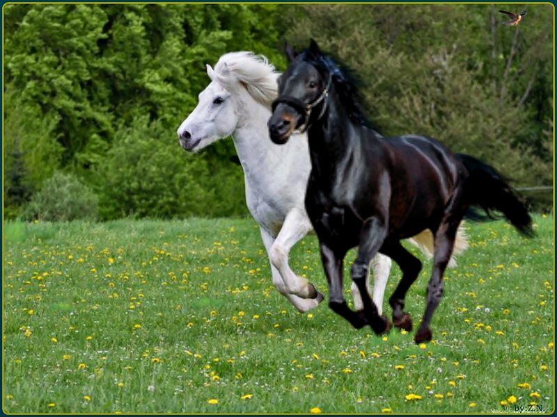 Two Horses Running — Green, Dynamic, Spring