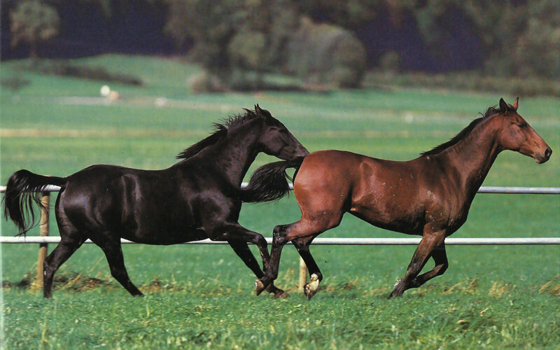 Two Horses Running — Green, Dynamic