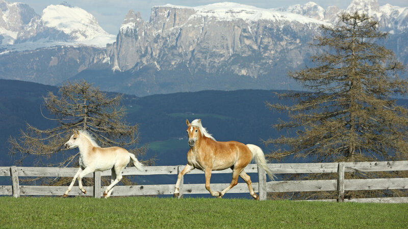 Two Horses Running — Green, Serene, Afternoon